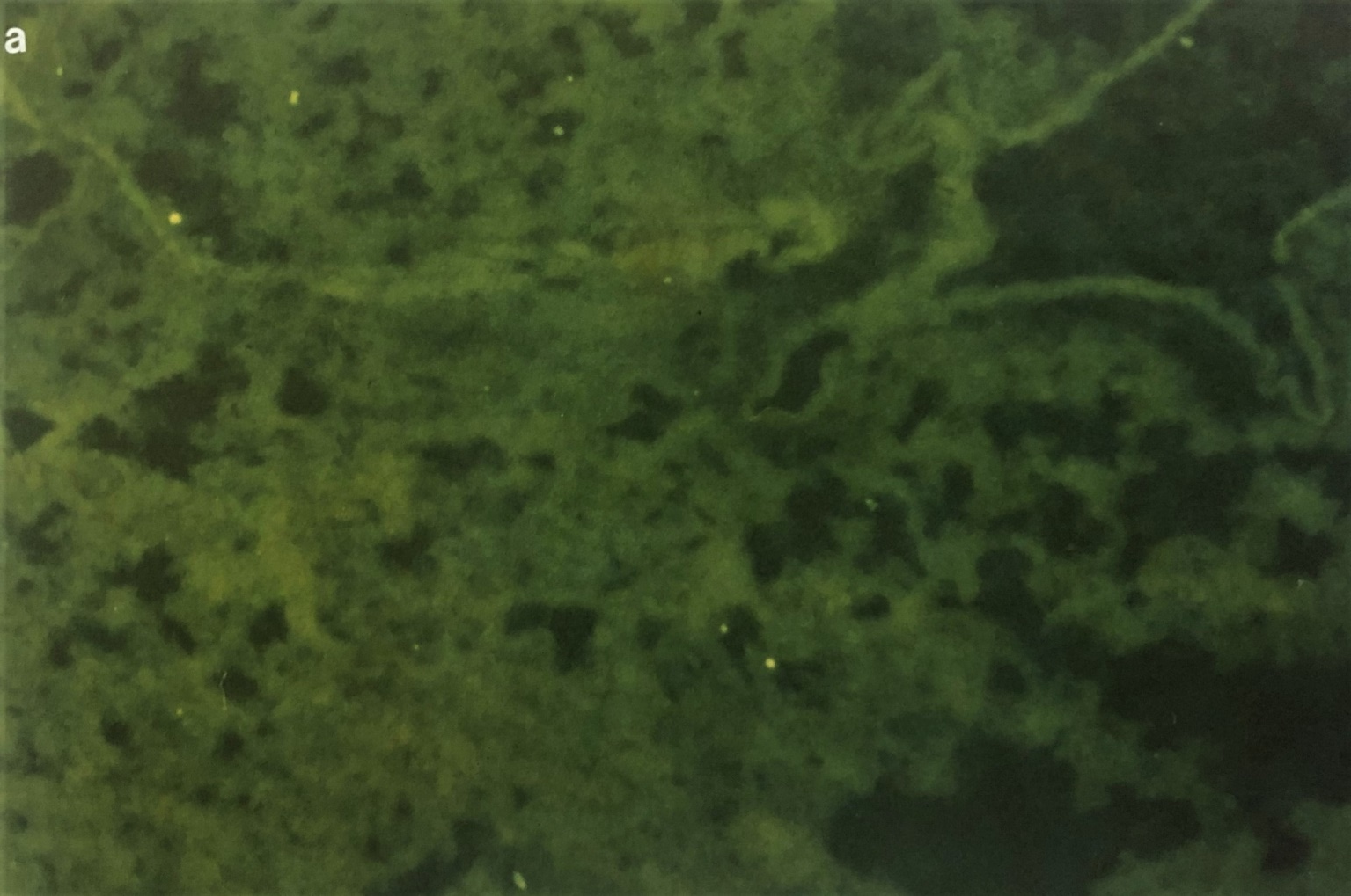 Click here to view Large Image