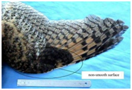 Click here to view Large Image