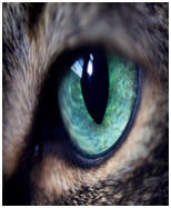 Click here to view Large Image