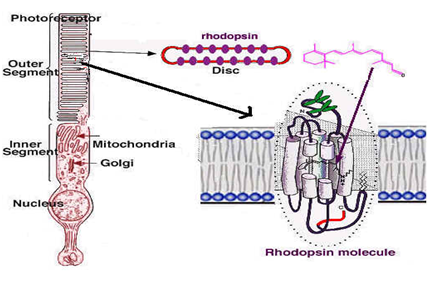 Click here to view Large Image